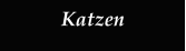 Katzen