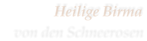 Heilige Birma    von den Schneerosen