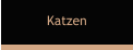 Katzen