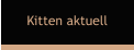 Kitten aktuell